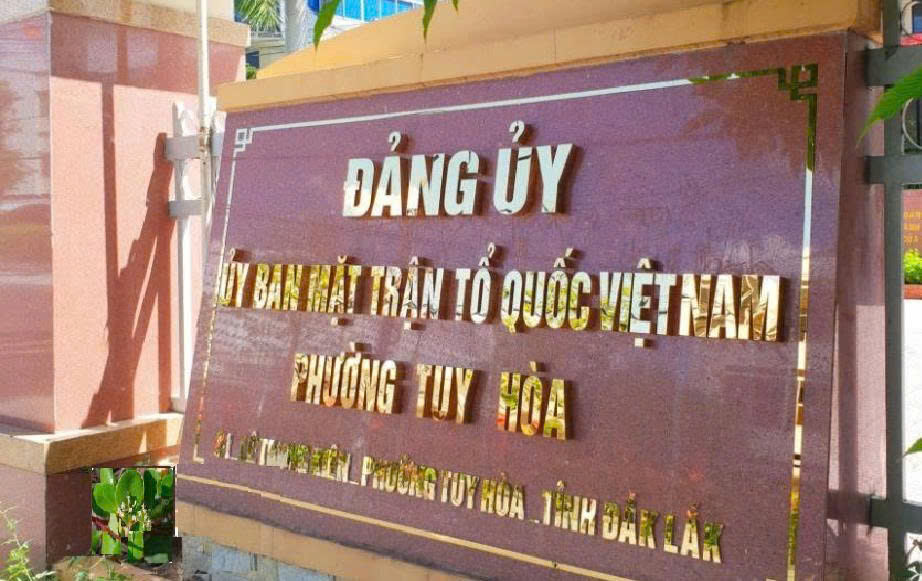 phuong tuy hoa
