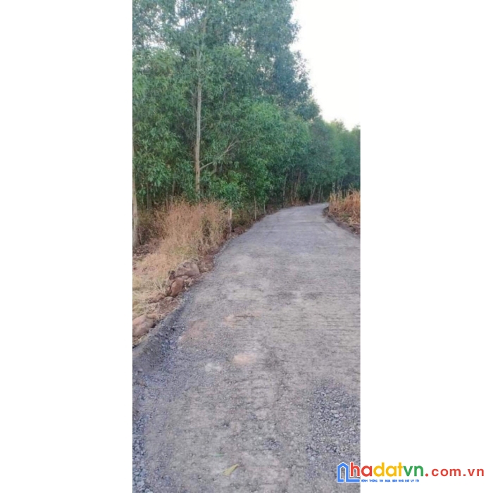 Bán 1,2 sào tại sông ray, cẩm mỹ, đồng nai giá 1,1 tỷ