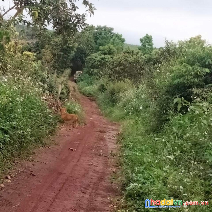 Bán lô đất 2 mặt tiền vị trí đẹp giá rẻ hấp dẫn tại đăk lăk