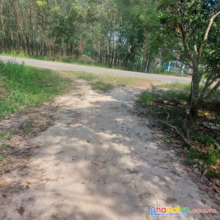 Hot hot hot cần ra nhanh nền đẹp vị trí đắc địa xã thanh an, huyện dầu tiếng, bình dương