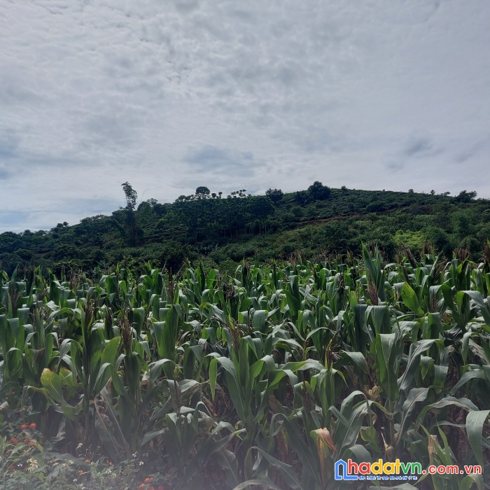 Mảnh đẹp tại mộc châu diện tích lớn giá chỉ tỏi bạc