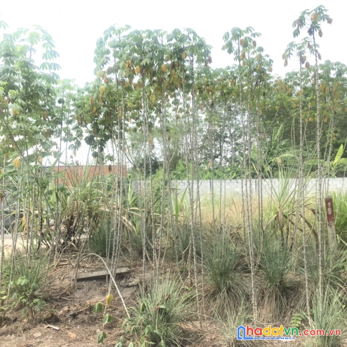 Bán nhanh lô đất full thổ đường bến  đình, an nhơn tây, giá 1,85 tỷ