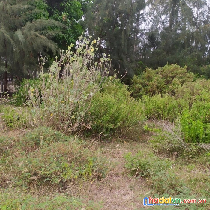 Bán lô đất vuông vắn cách biển dốc lết chỉ 500m  ngang 21m ninh thủy ninh hòa lh 0985451850