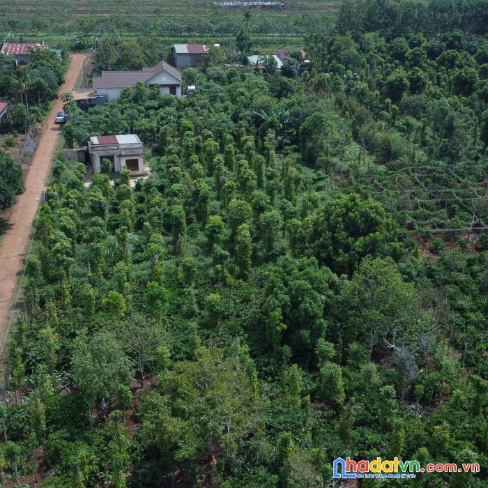 Cần bán gấp lô đất vị trí đẹp tại xã cư bao, thị xã buôn hồ, tỉnh đăk lăk