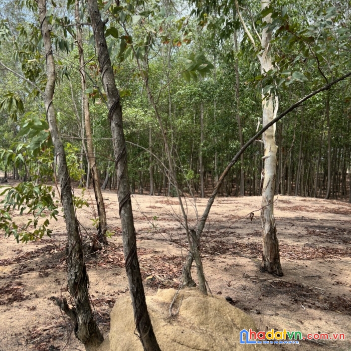 Còn vài sào đất sào lam sơn phước hoà phú mỹ bà rịa vũng tàu giá mềm cho người thích đầu tư