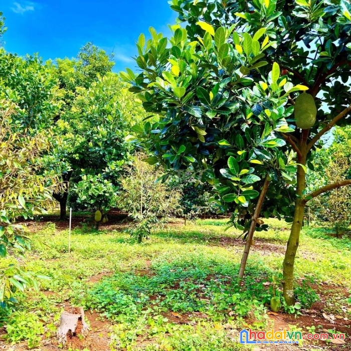 Nhà vườn ngay suối nước nóng bình châu, 3 tỷ 7/1000m2, sổ sẵn 0932627439