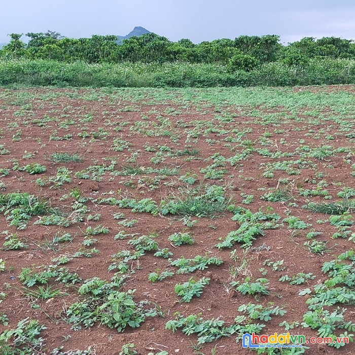 Chính chủ cần bán đất vườn thuộc đức trọng -lâm đồng