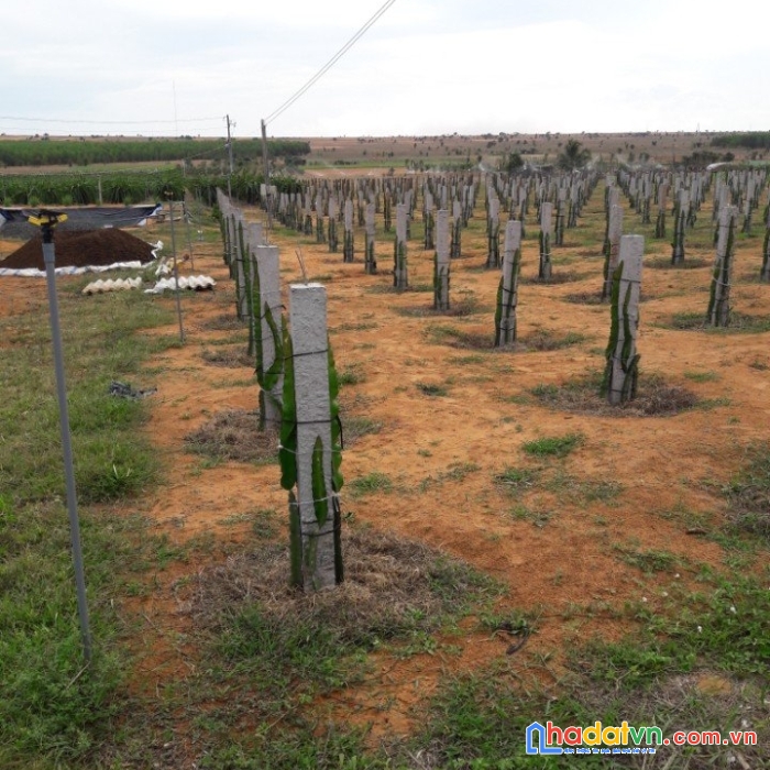 Chính chủ cần bán 2 lô đất xã hòa thắng , huyện bắc bình , tỉnh bình thuận