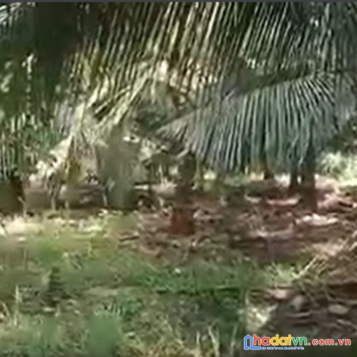 Chính chủ cần bán đất vị trí đẹp tiềm năng cao tại xã bình đức, huyện bến lức. tỉnh long an.