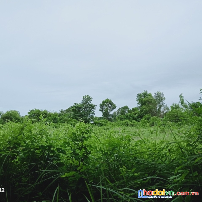 Chính chủ cần bán lô đất cây lâu năm đường phước điền trại ruộng tại tỉnh an giang