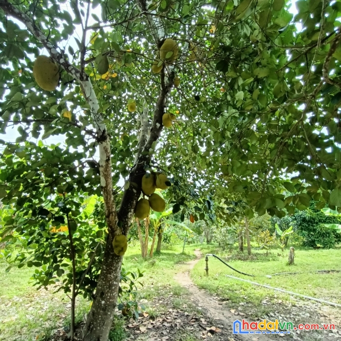 Sở hữu ngay lô đất đẹp vị trí đắc địa tại thôn 6, khánh nam, khánh vĩnh, khánh hòa