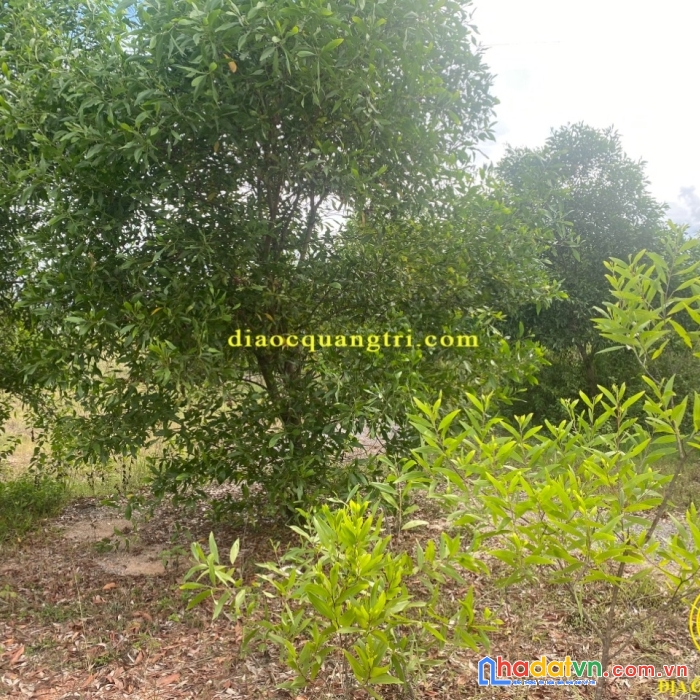 Dãy 2 quốc lộ 1a, hải thượng, hải lăng