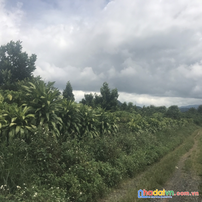 Chính chủ cần bán lô đất giá siêu đầu tư tại di linh