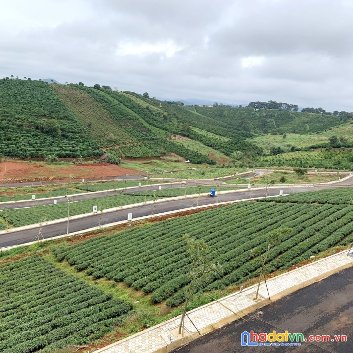 Bán lô đất trồng cây lâu năm quy hoạch full thổ cư, bán 500 mét vuông