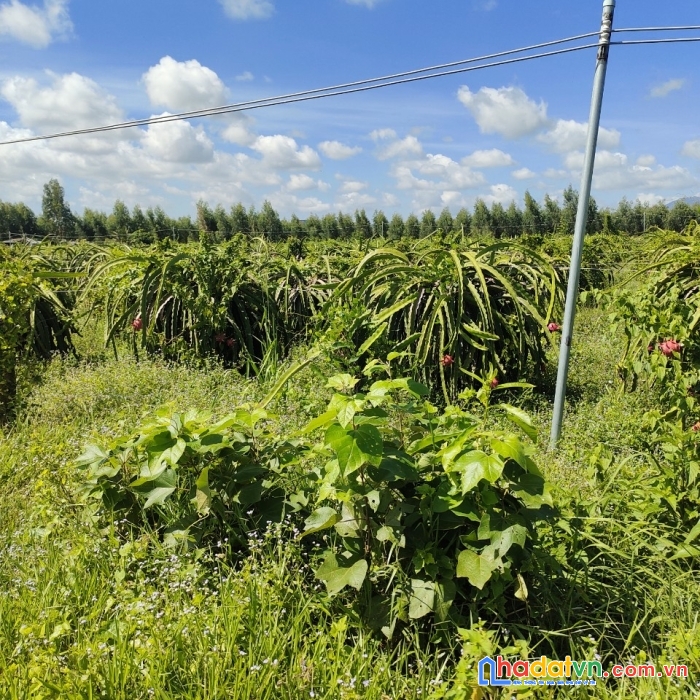 Em lên lô đất đẹp cho các nhà đầu tư