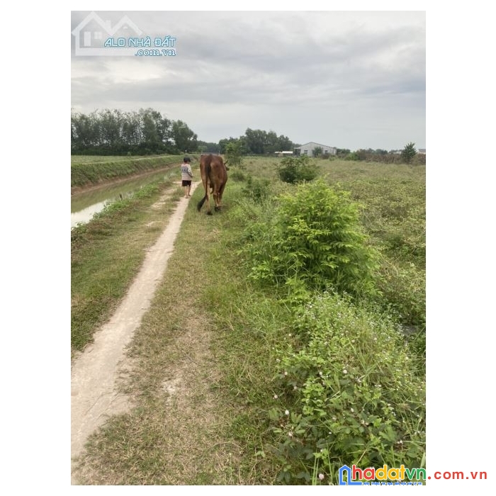 Đất sổ đỏ 19*20 đường hồ chí minh,trảng bàng chỉ 990 triệu