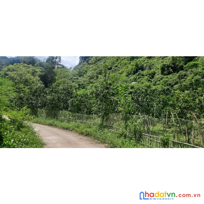 Ôi lô đất siêu rẻ bám suối viu núi đẹp tại đú sáng kim bôi hb giá chuẩn cho anh chị đầu tư