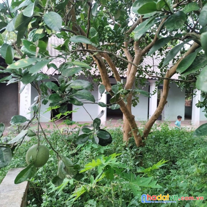 View đồng  - thế đất cao - diện tích rộng - di chuyển thuận tiện - sẵn vườn bưởi cực sai quả