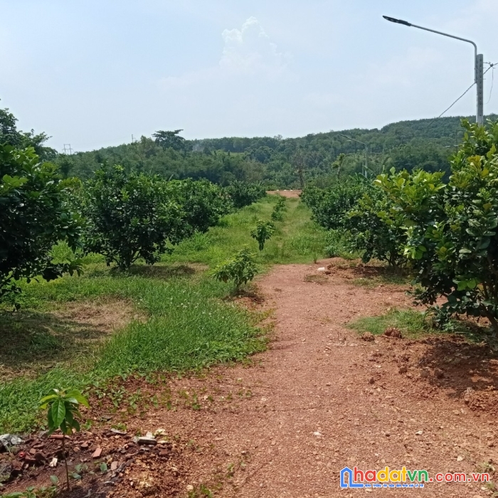 Tôi muốn bán 5 lô đất sào sổ sẵn ngay hồ trị an mt rộng đẹp khu đông dân cư 0918.19.49.62


