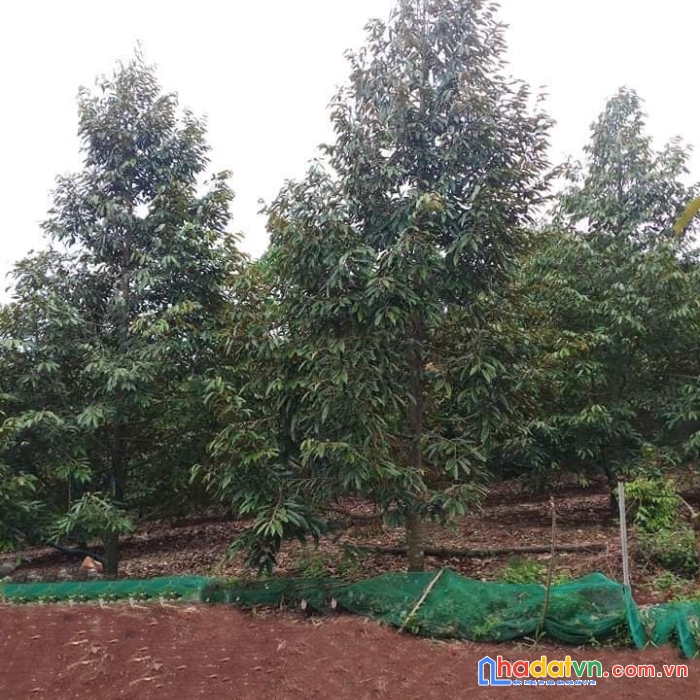 Bán đất vườn sầu riêng giá chỉ 390tr