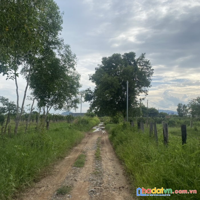 Bình thuận 3,5 sào hàm thuận nam cách nhựa 300m - đất cln - sổ hiện đường