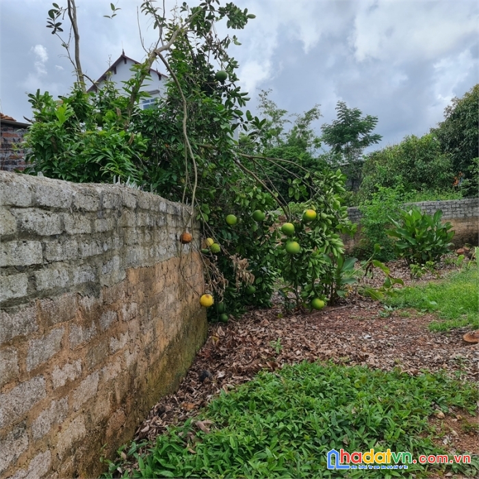 Lô đất cực đẹp full thổ cư. bán gấp tại thôn vàng, tiên lục, lạng giang
 diện tích 87,5 m2  giá