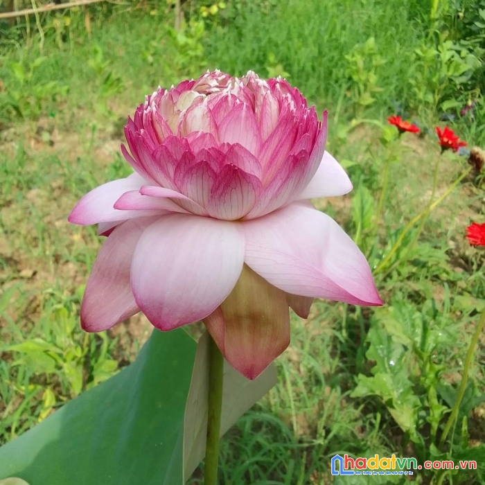 Đất phúc la, hà đông 53m2, mặt tiền 6m, lô góc, 3 mặt thoáng, ngay đầu làng.