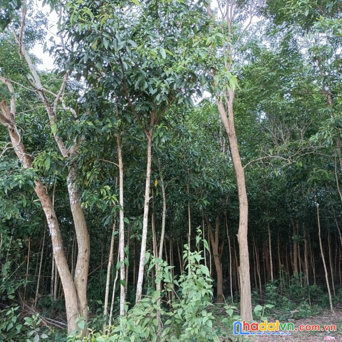 Nhanh tay sở hữu ngay lô đất gỗ trắc view đồi núi đẹp tại chư păh - gia lai