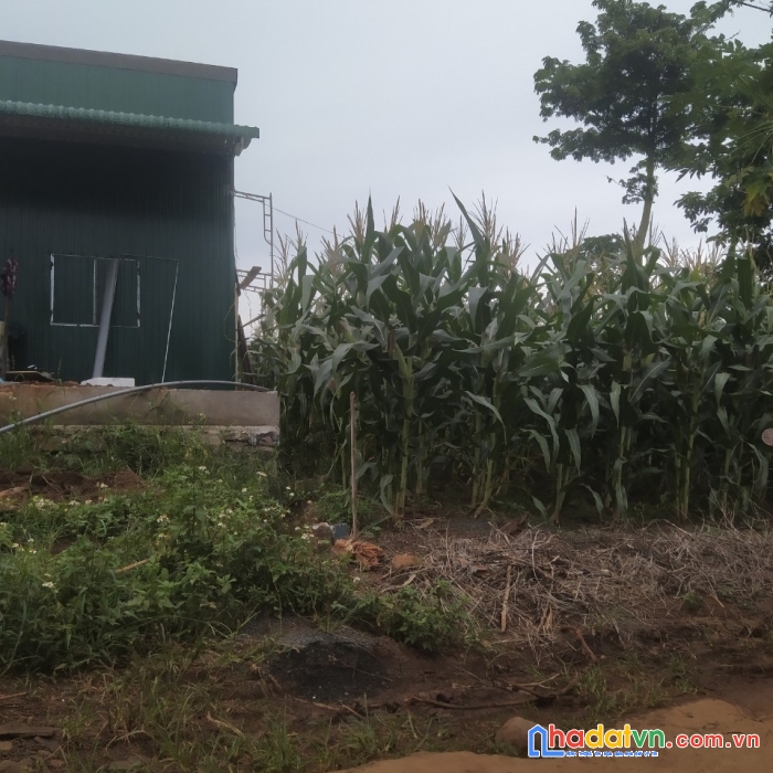 Gia đình cần bán gấp lô đất nông nghiệp siêu rẻ tại đắk lắk.