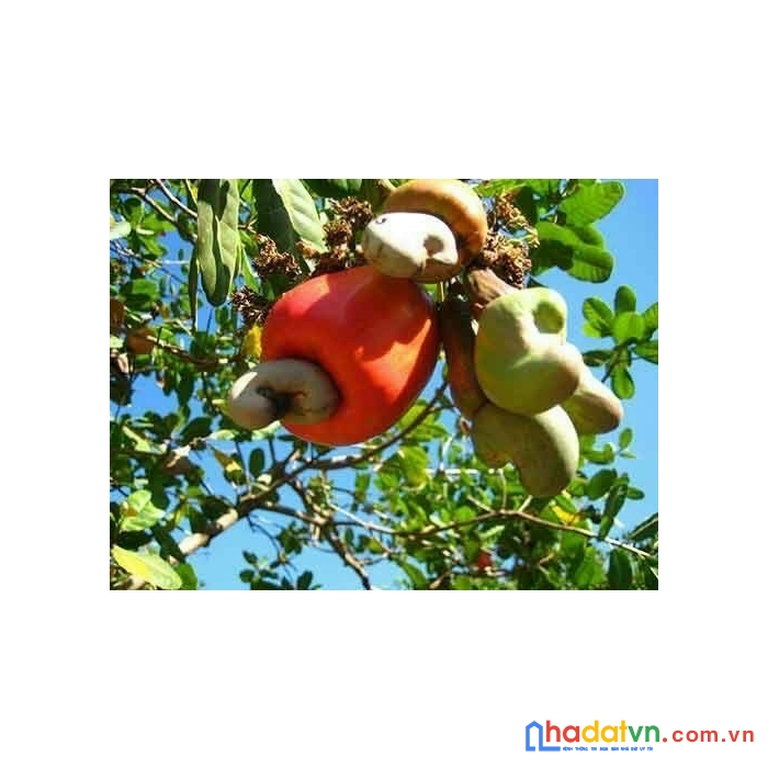 Bán đất gần nhà thờ tân hiệp phú giáo 1000m2 giá 1,6tr/m2