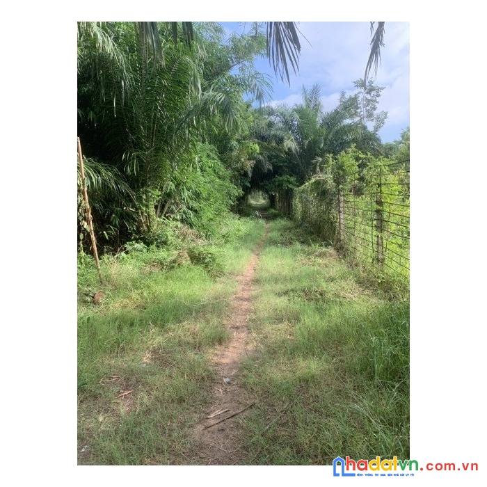 Bán gấp lô đất full thổ cư 109.8 m2 đường đỗ đăng tuyển, giá 1.28 tỷ ra gấp.