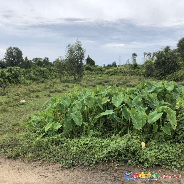 Đất mặt tiền đầu wien sông sg- long phước q9 -12000m2- giá chỉ 180 tỷ