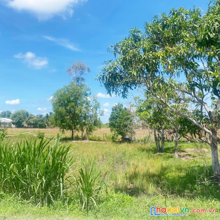 Chính chủ cho con đi du học cần bán gấp đất dt 1254m2 mặt tiền vị trí đẹp tại tỉnh long an