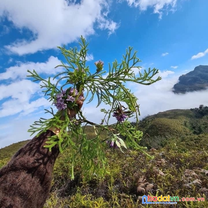 Mảnh đất hiếm hoi có sổ view săn mây đẹp nhất y tý