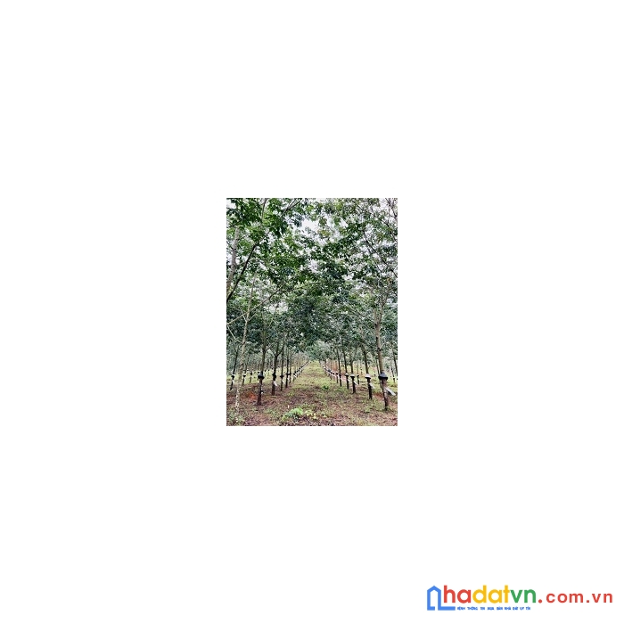 Sang nhượng 10 ha cao su đang thu hoạch tại  huyện đăk hà, tỉnh kon tum.