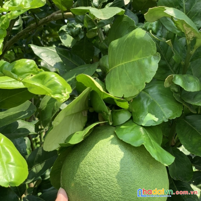 Vợ chồng tôi cần tiền nên muốn bán mảnh vườn ngang 25 dài 65 mét