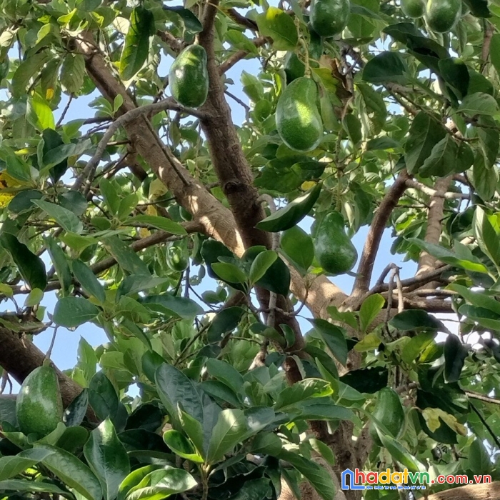 	
bán gấp vườn  6000m2 sát, kcn,becamex, giá,950tr cần  
