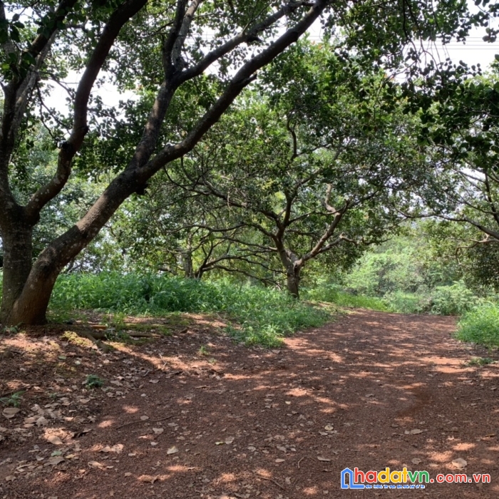 Vợ chồng tôi có mảnh vườn muốn bán