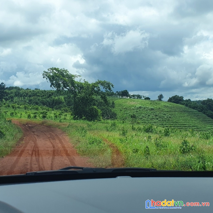Cần bán gấp đất rẫy tại thôn 2, xã  đăk ha, huyện đăk glong - đăk nông