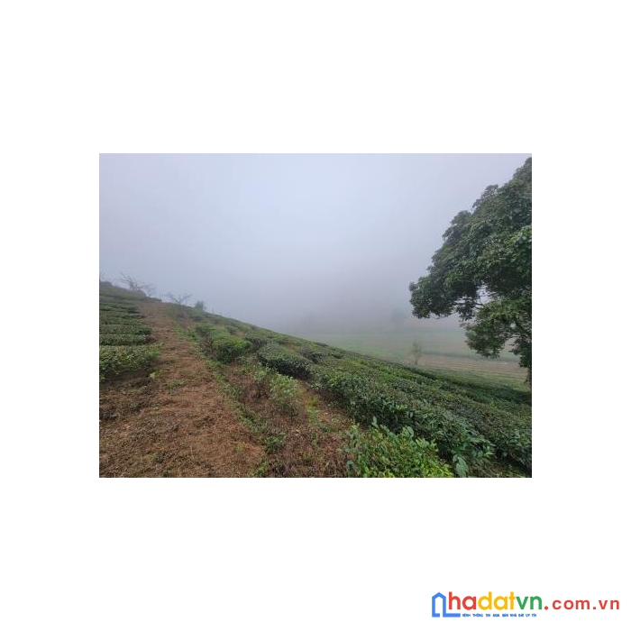 Bán mảnh đất 961m tai chiềng đi. cơn sốt đất tại mộc châu băt đầu từ chiềng đi