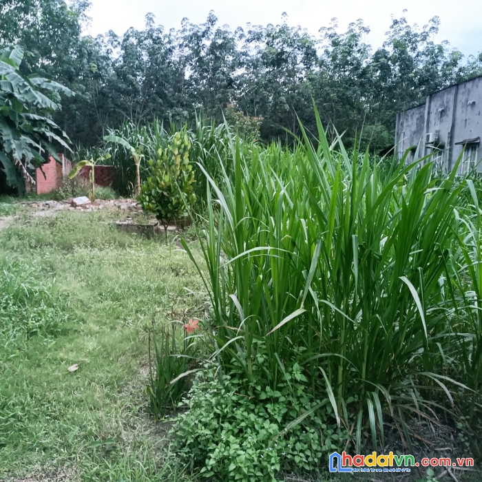 Chính chủ cần bán đất mặt tiền vị trí đẹp tại tỉnh : tây ninh