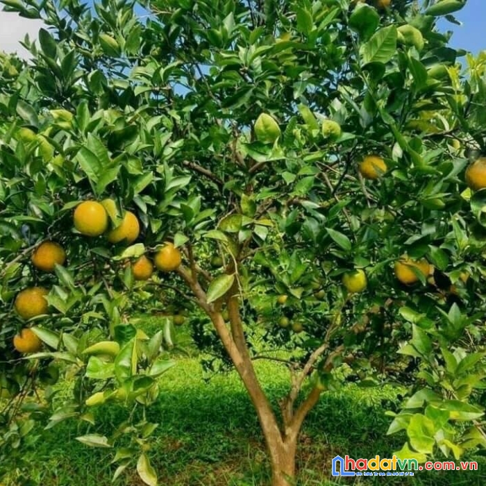 Để lại mảnh vườn cho anh chị muốn mua đầu tư hoặc làm nhà vườn, khu nghĩ dưỡng