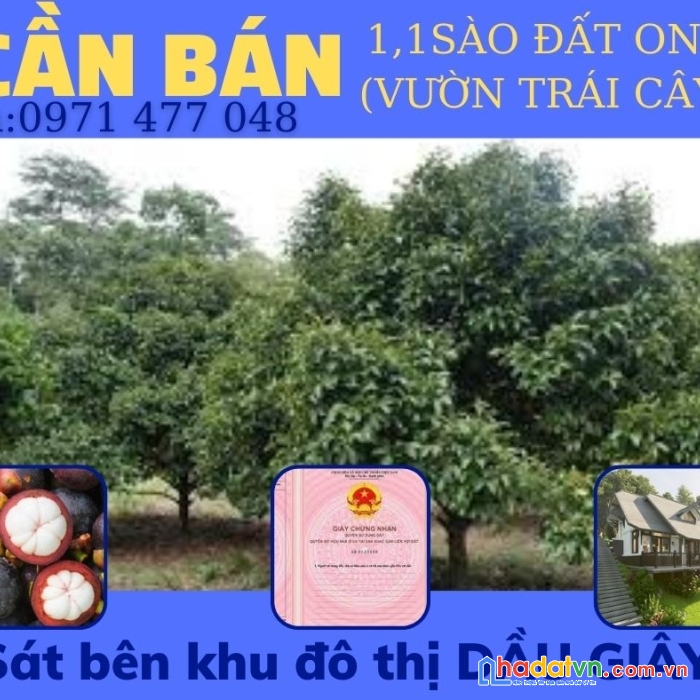 Chính chủ cần bán gấp hơn 1 sào trái cây gần ngã tư dầu giây.