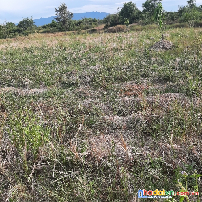 Sở hữu ngay lô đất đẹp vị trí đắc địa tại thôn tân ninh, xã ninh trung, thị xã ninh hòa, khánh hòa