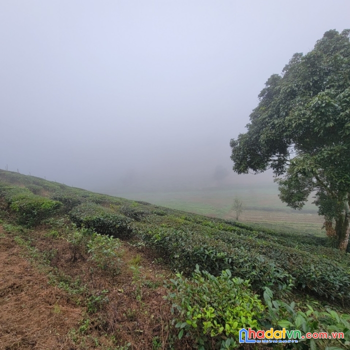 Bán nhanh mảnh 961m2 có sẵn 400m2 đất ở đô thị. chiềng đi- mộc châu