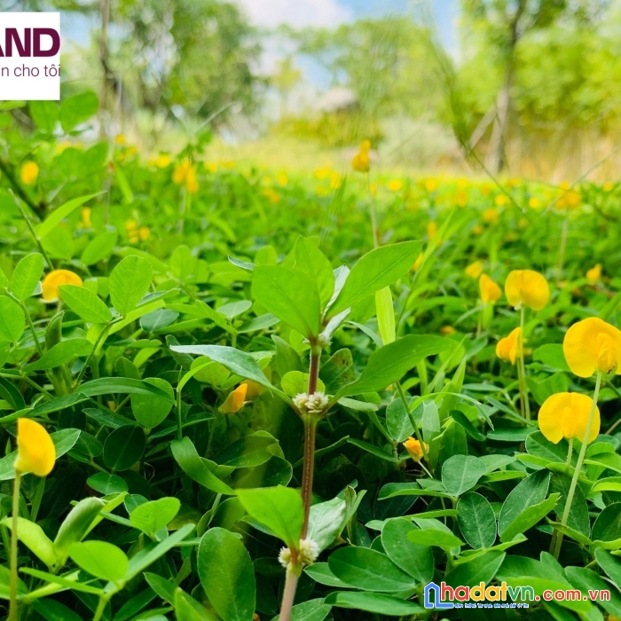 Sản phẩm chỉ cách trường 300m đh fpt city