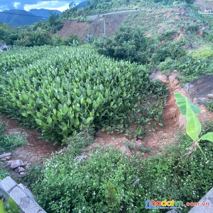 Bán nhanh mảnh đất nằm tại bản lả mường xã chiềng sơn rộng 1485m2, có sẵn thổ cư. nằm đối diện ql