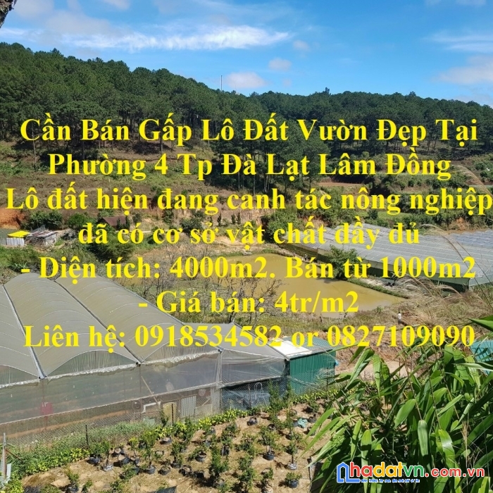Cần bán gấp lô đất vườn đẹp tại phường 4 tp đà lạt lâm đồng