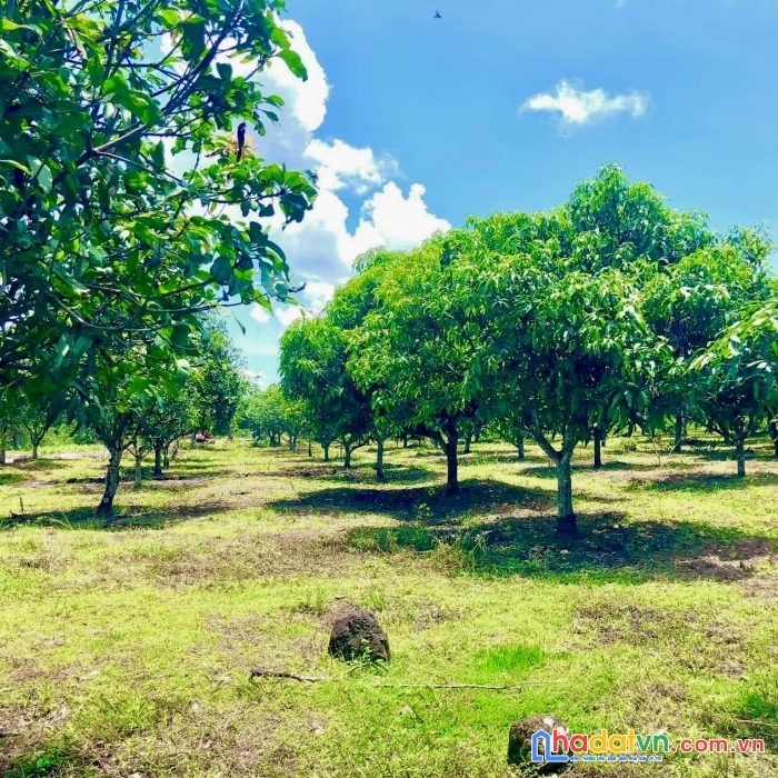 ** cần bán gấp 5 lô đất vườn xoài thái gia canh định quán đồng nai