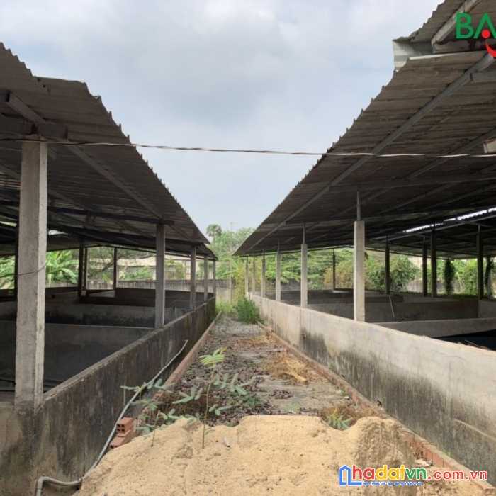 Bán trại heo 1327m2 shr,nằm trong cụm công nghiệp vlxd tân an, đường xe tải chỉ 2 tỷ